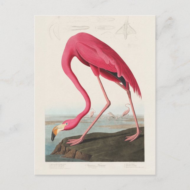Postal Flamingo rosa por John Audubon (Anverso)