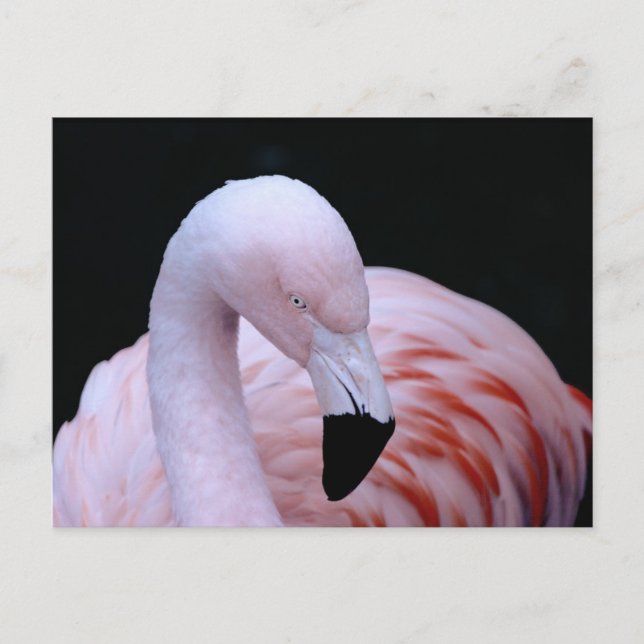 Postal Flamingo rosa tropical (Anverso)
