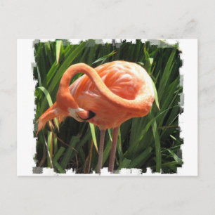 Postal Flamingo Tropical