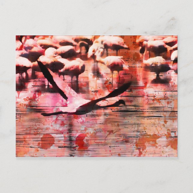 Postal Flamingo Wisdom (Anverso)