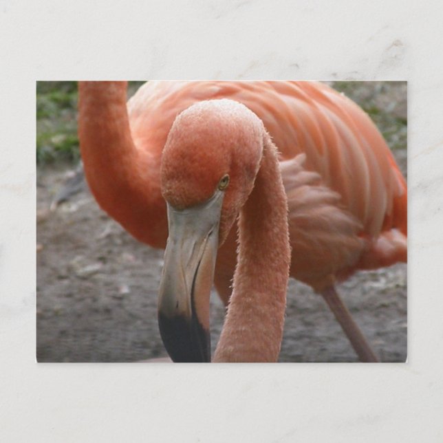 Postal Flamingos (Anverso)
