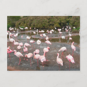 Postal Flamingos