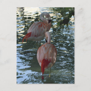 Postal Flamingos