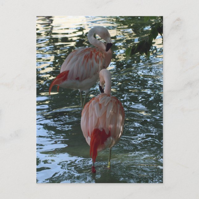 Postal Flamingos (Anverso)