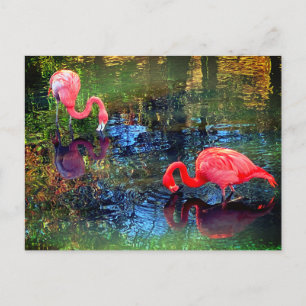Postal Flamingos