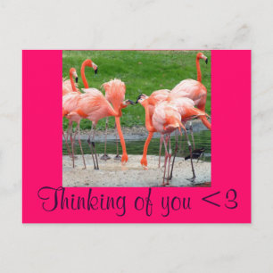 Postal Flamingos