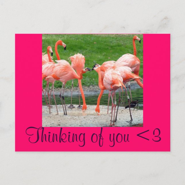 Postal Flamingos (Anverso)