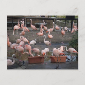 Postal Flamingos