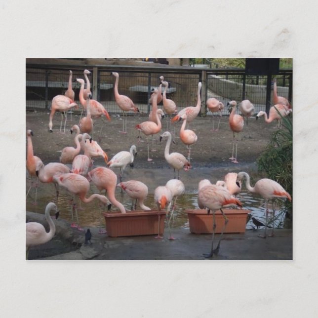 Postal Flamingos (Anverso)