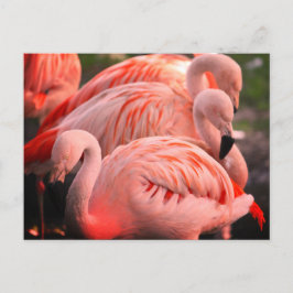 Postal Flamingos
