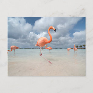 Postal Flamingos Beach Aruba