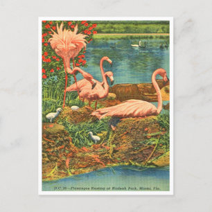 Postal Flamingos de época en el Parque Hialeah, Miami, Fl