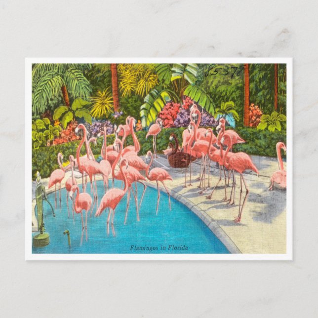 Postal Flamingos de época en Florida (Anverso)