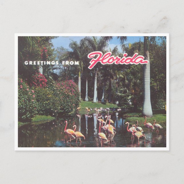 Postal Flamingos de Florida de la década de 1960 (Anverso)