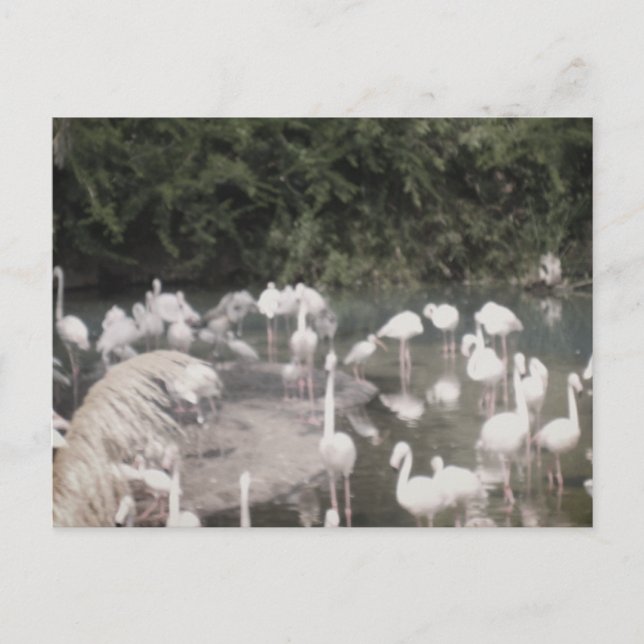 Postal Flamingos en el descanso (Anverso)