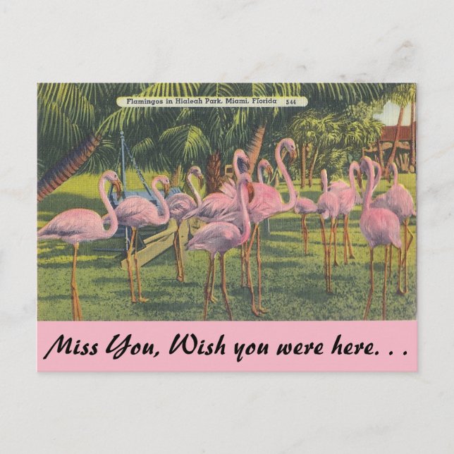 Postal Flamingos en Miami, Florida (Anverso)