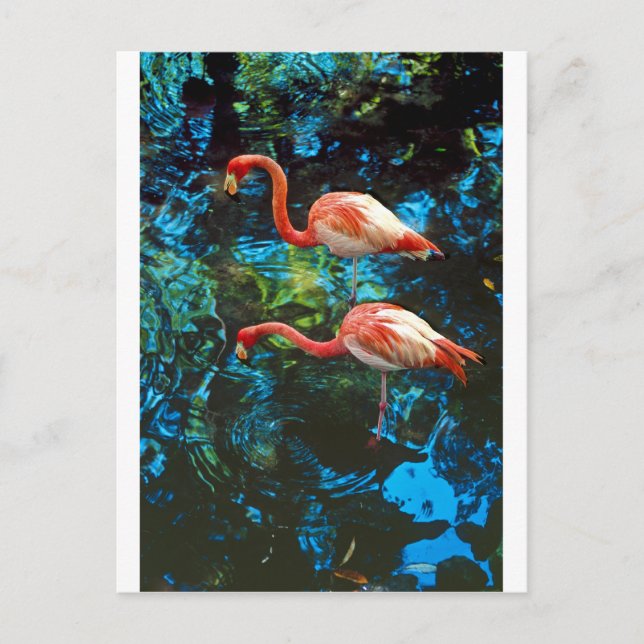 Postal Flamingos FL (Anverso)