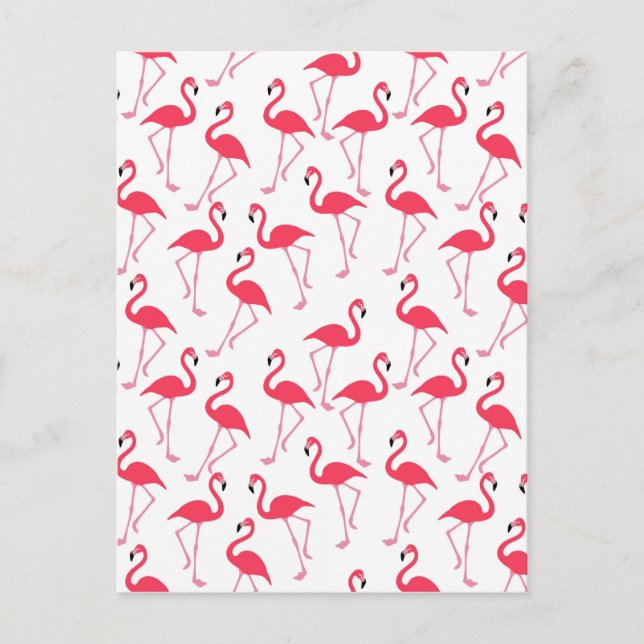 Postal flamingos Flimingos (Anverso)
