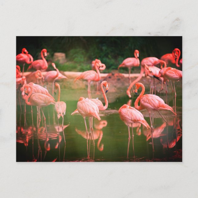Postal Flamingos Pink (Anverso)