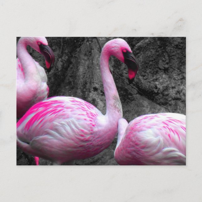 Postal ~Flamingos~ POSTCARD (Anverso)