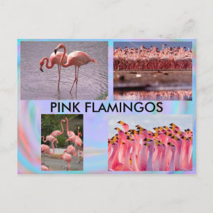 Postal Flamingos Rosa