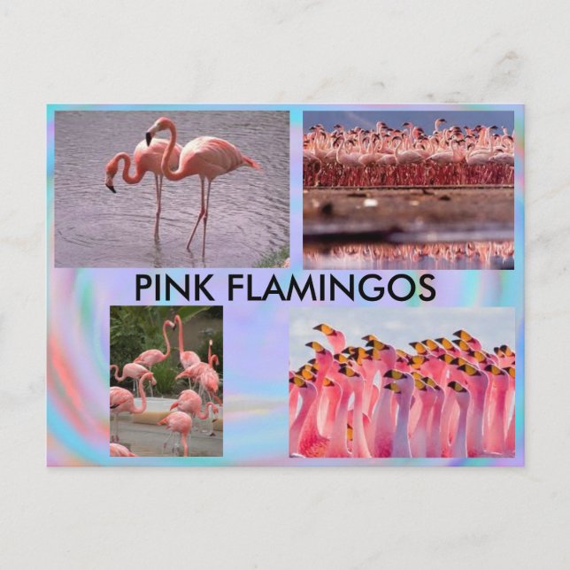 Postal Flamingos Rosa (Anverso)