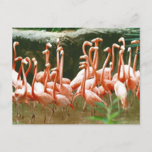 Postal Flamingos Rosa