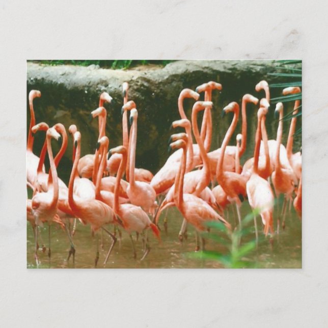 Postal Flamingos Rosa (Anverso)