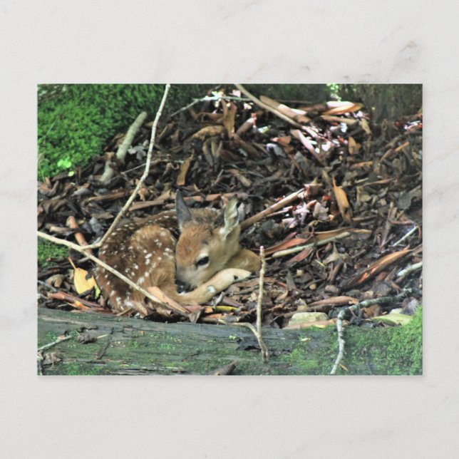 Postal flaquear en color (Anverso)