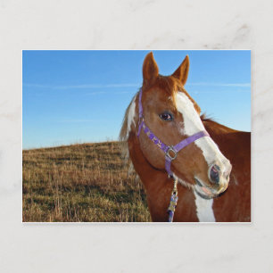 Postal Flashy en Nebraka