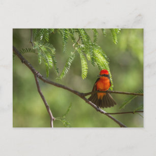 Postal Flashy VermilliFlycatcher