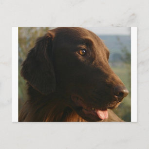 Postal Flat_recubierto_retriever cerrar.png