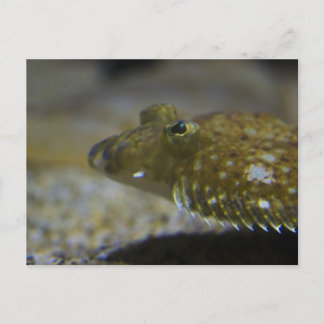 Postal Flatfish