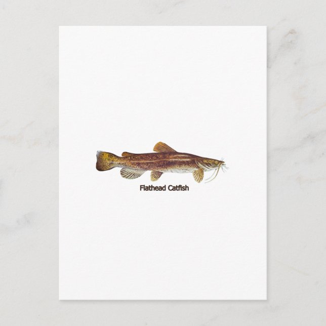 Postal Flathead Catfish (Anverso)