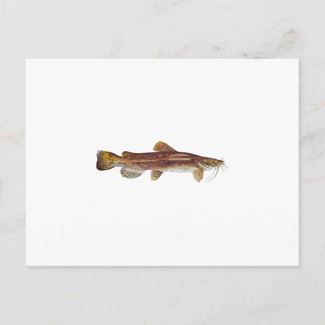 Postal Flathead Catfish (Anverso)