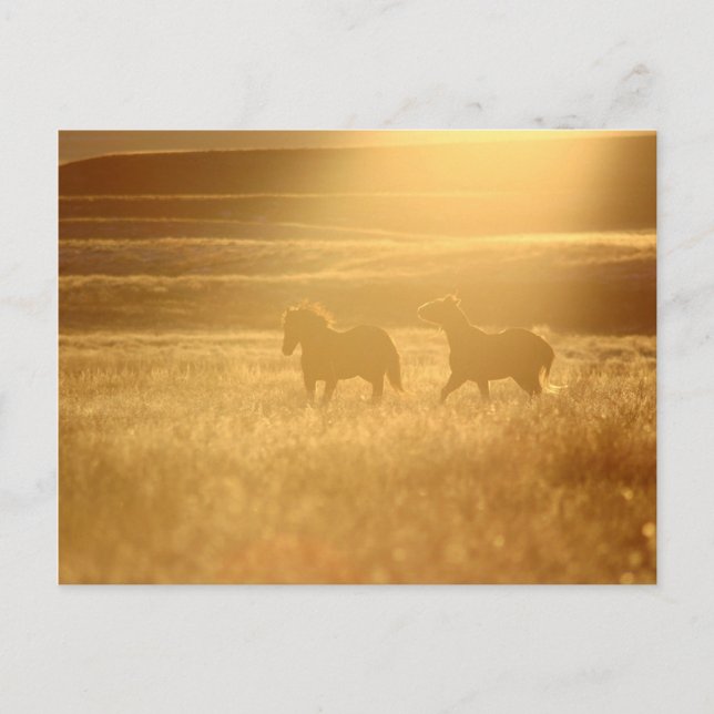 Postal Flaxen Fields (Anverso)