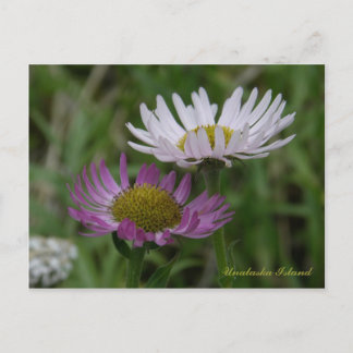 Postal Fleabane costero, isla Unalaska
