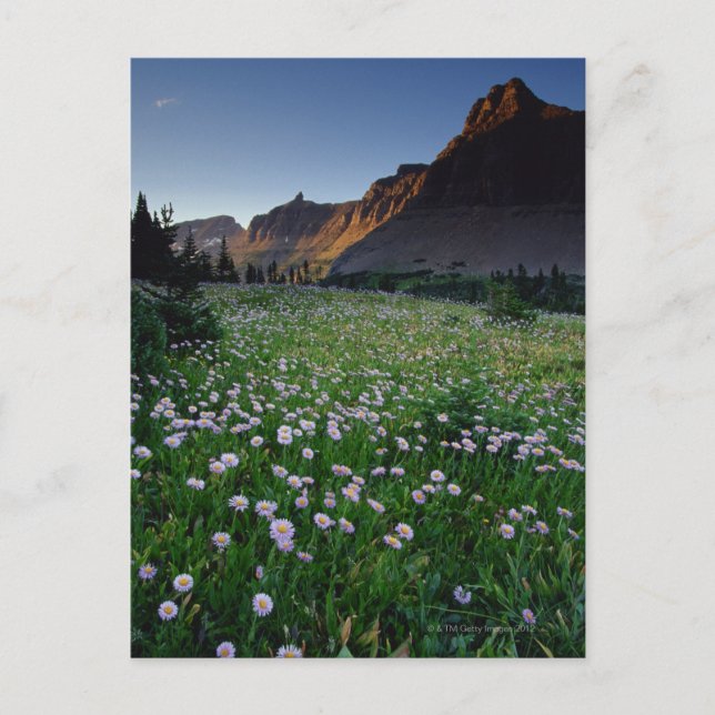 Postal Fleabane en pradera alpina en el Paso Logan , (Anverso)