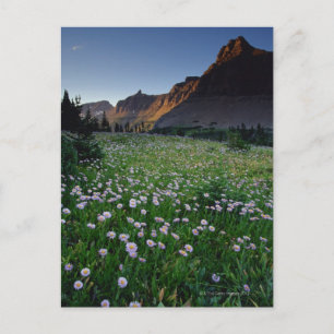 Postal Fleabane en pradera alpina en el Paso Logan ,