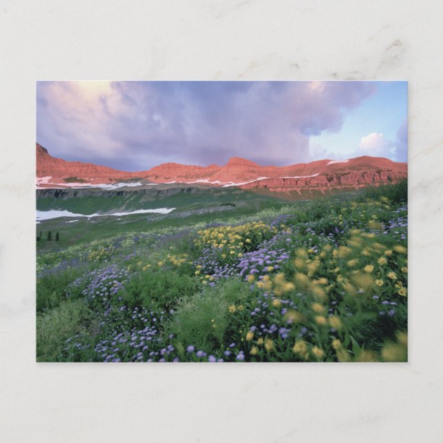 Postal Fleabano púrpura (erigeron peregrinus) y amarillo (Anverso)