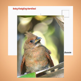 Postal Fledgling Cardinal Cute Baby Bird Wildlife Photo