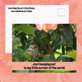 Postal Fledgling Mockingbird Cute Wildlife Photographic