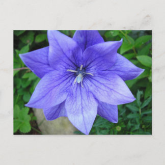 Postal Fleur bleue
