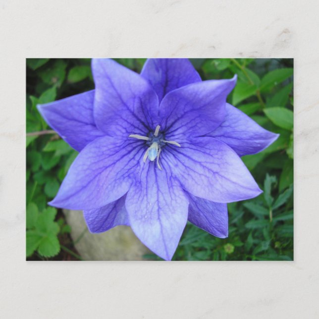 Postal Fleur bleue (Anverso)