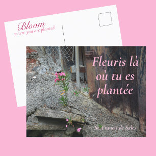 Postal Fleuris là où tu es plantée Floral Rosa