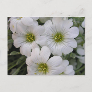 Postal Fleurs blanches
