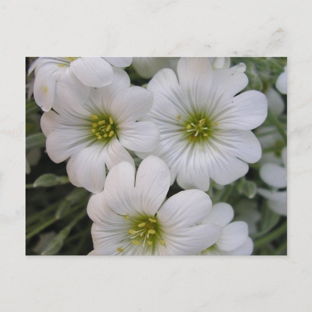 Postal Fleurs blanches (Anverso)