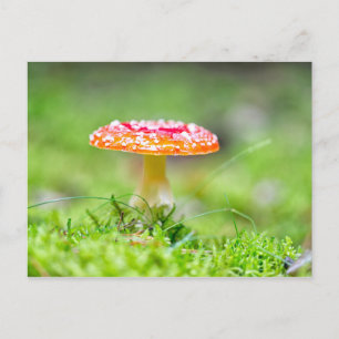 Postal Fliegenpilz