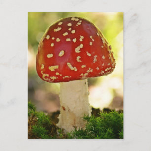 Postal Fliegenpilz
