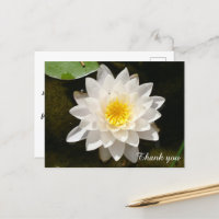 Floating White Waterlily Lotus Gracias